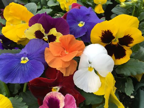 Assorted Pansy Plant Library Pahls Market Apple Valley Mn