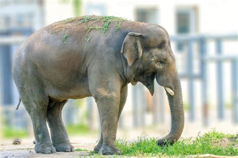 Animal Elefante Grande Comiendo Hierba En El Zoológico Foto Premium