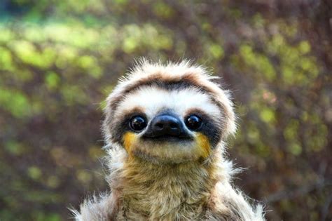 Sloth Weird Animals Sloth Cute Baby Sloths