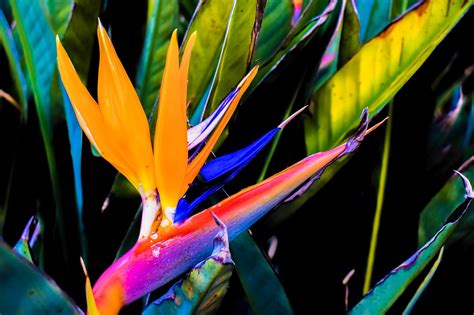How to Prune Bird of Paradise - Tricks and Tips for a Perfect Bloom