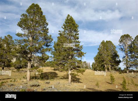 Whitebark Pine Trees Pinus Albicaulis White Cloud Mountains Rocky
