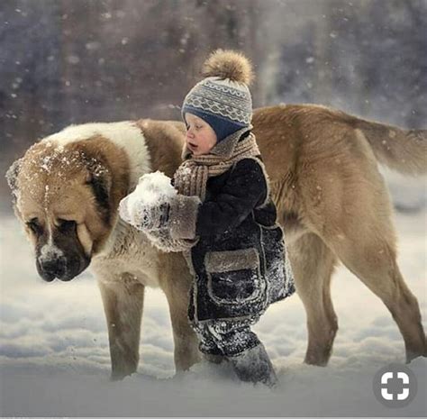 Georgian Shepherd Georgian Mountain Dog Qartuli Nagazi Nagazi