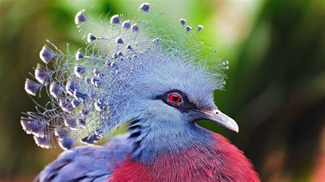 85 gambar burung yang cantik di dunia. Burung Tercantik Di Dunia - Nah inilah ke 5 gambar burung ...