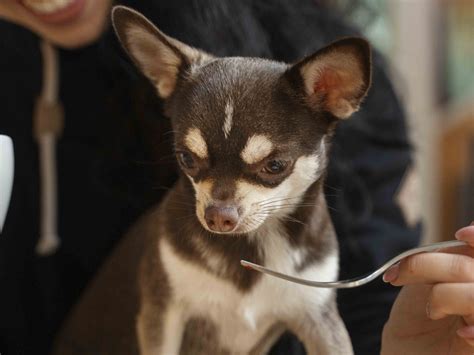 Where to Take Your Dog In San Diego - 24 Hour Dog Daycare