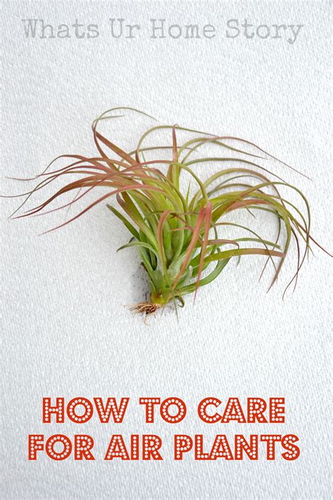 How To Care For Air Plants Whats Ur Home Story