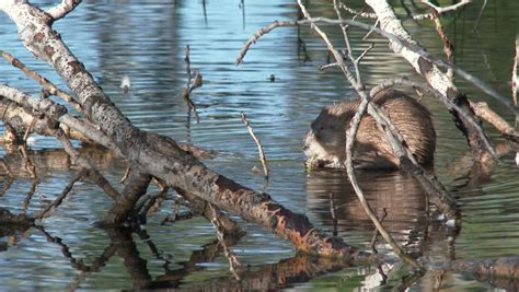Muskrat Feeding Summer Stock Footage Video 100 Royalty Free 9660350