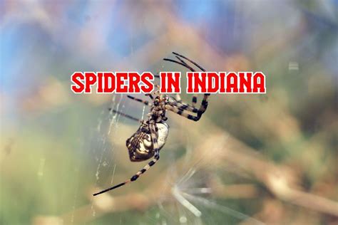 31 Common Spiders In Indiana Pictures And Identification