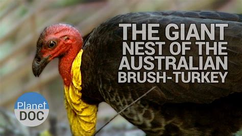 The Giant Nest Of The Australian Brush Turkey Wild Animals Planet