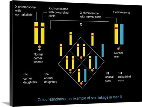 Genetics Of Colour Blindness Diagram Wall Art Canvas Prints Framed