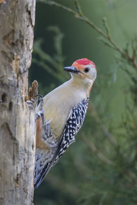 Woodpeckers Drumming Makes Their Presence Known