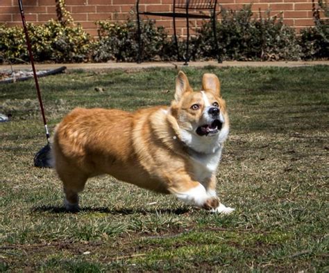 The 22 Most Important Corgis Of 2015