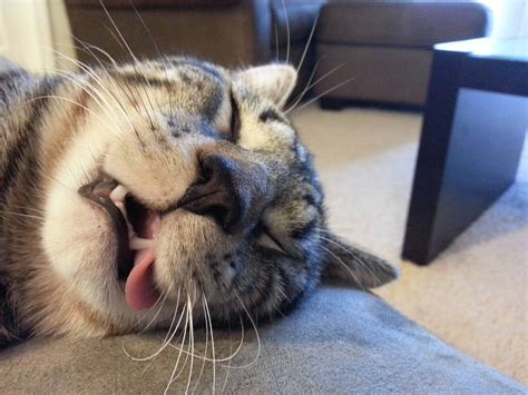 Best Sleeping Funny Cat Photo Ever X Post Rfunny Rpetbehavior