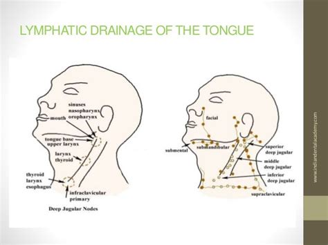 Tongue Prosthodontic Courses