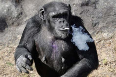 The Star Of North Koreas Zoo Is This Smoking Chimpanzee