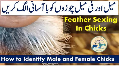 How To Identify Male And Female Day Old Chicks Feather Sexing نر اور مادہ کی پہچان Youtube