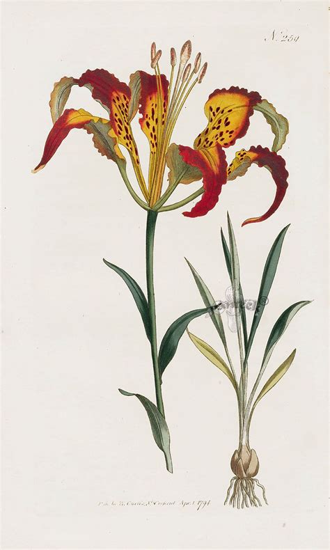 William Curtis Botanical Magazine Antique Prints 1787 1817 Botanical