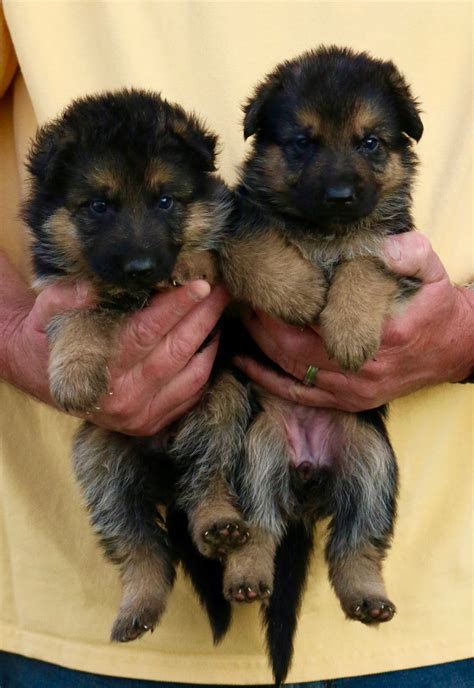 Purebred German Shepherd Puppies For Sale German Imported Dogs