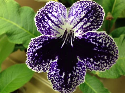 Morata de jalón cuenta con un patrimonio envidiable y una naturaleza desbordante para conseguir un binomio que hacen de esta localidad un destino turístico de grandes posibilidades. Franken Skye | African violets, Plants