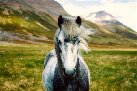 Horse Pictures · Pexels · Free Stock Photos