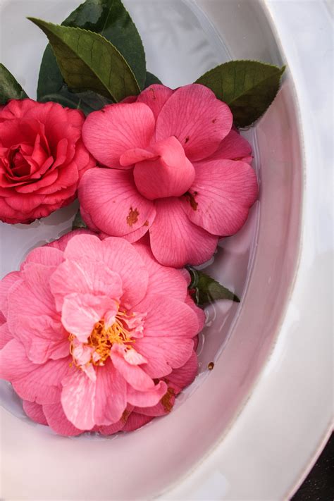 Diy Floating Camellia Bowls Camellia Childhood Memories Tribute