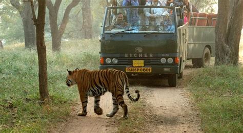 Tigre Ataca Veh Culo De Turistas En Un Safari De India