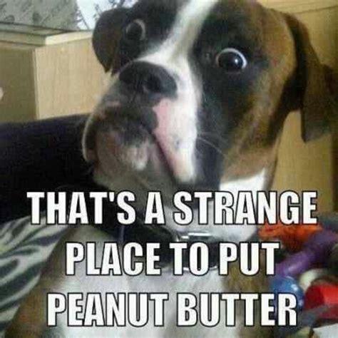 Thats A Strange Place To Put Peanut Butter Funny Dog Memes Funny