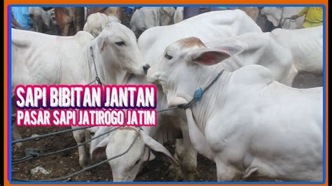 Sifat kuantitatif yang lainnya yaitu tinggi gumba, dari pengukuran eksterior tubuh ternak sapi potong peranakan ongole (po) jantan diperoleh hasil pengukuran tinggi. SAPI Bibitan PO Jantan Pasar TERNAK Jatirogo Tuban - YouTube