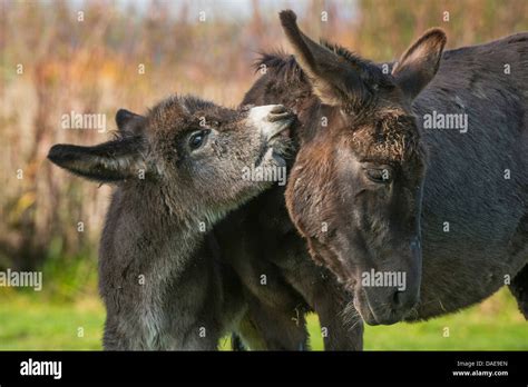 Domestic Donkey Equus Asinus F Asinus Foal Caressing The Mother In