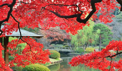 This hotel is close to meiji jingu shrine and tokyo imperial palace. Shinjuku Gyoen: The Garden Lover's Mega Guide | Tokyo Cheapo
