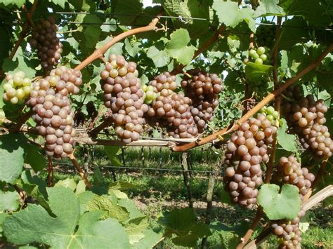 Fotos Gratis Naturaleza Uva Viñedo Manojo Vino Granja Fruta