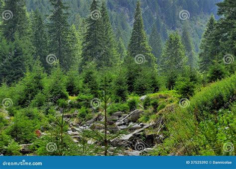 Beautiful Mountains Landscape With Pine Trees Stock Photography Image