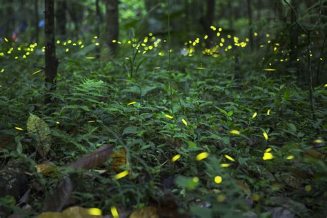 Catskill mountains, dissected plateau of the appalachian mt. Synchronous Fireflies in the Great Smoky Mountain National ...