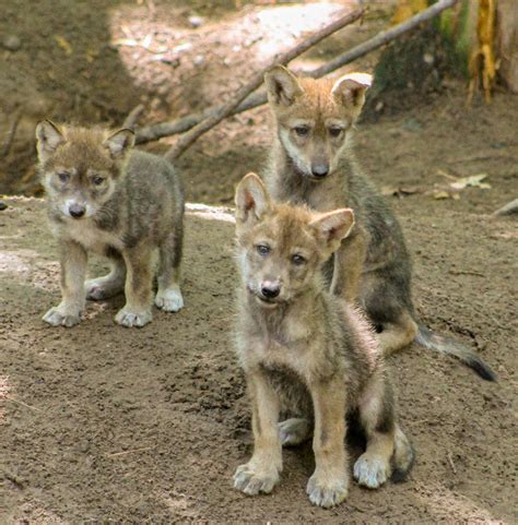 2 Mexican Gray Wolf Pups A Highly Endangered Species Die Of Eee Virus