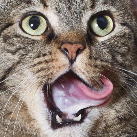 Funny Cat Tabby Cat  Wiffle