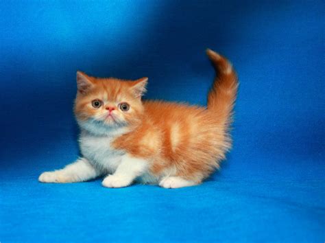 Michigan salvage cert of title salvage flood. Exotic Shorthair Cats For Sale | Lexington, KY #263154