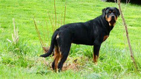 Maybe you would like to learn more about one of these? Rottweiler puppy dog for sale in Springboro, Pennsylvania