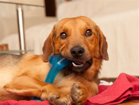 Dental cleanings aren't usually expensive but they can be without insurance. Chester Pet Dentists | Dog Teeth Cleaning