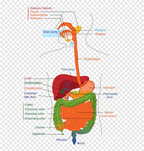 Diagram Of Liver In Human Body Pin On Chinmaya Kumar Free Nude Porn The Best Porn Website