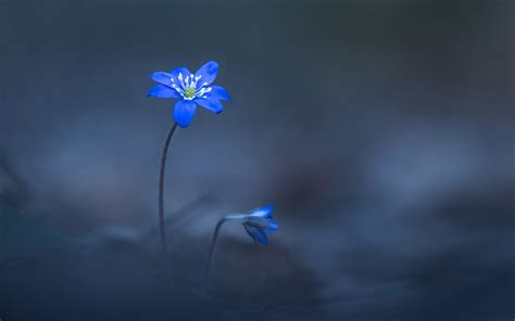 Bunga petunia menebarkan aroma harum di pagi hari, dan merupakan yang paling harum dibandingkan bunga lainnya. Menakjubkan 30+ Gambar Bunga Biru - Koleksi Bunga HD