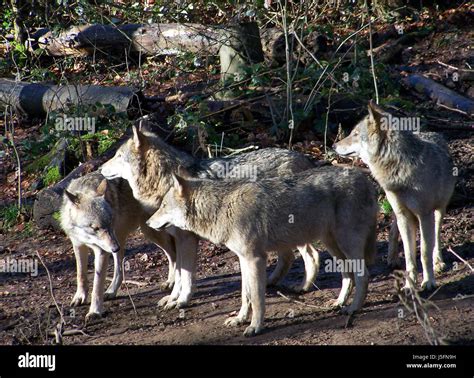 4 Wolves Stock Photo Alamy