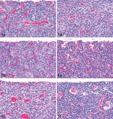Histology Of The Anterior Pituitary Gland Of Rats Treated With Vehicle