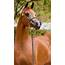 Chestnut Brown Arabian Horse  Learn About The Breed