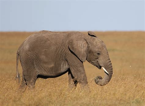 Afrikanischer Elefant Auch Der Lütte Will Mal Alleine Auf Die Platte