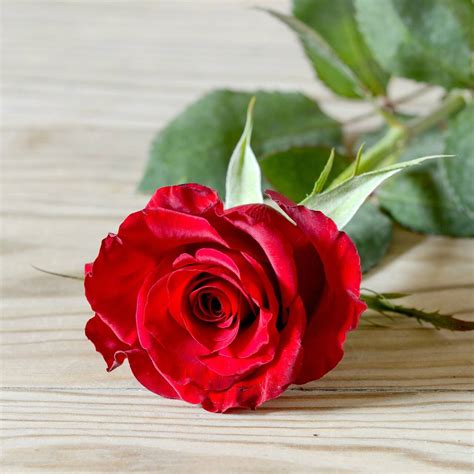 It is important to know roses are the popular, most beautiful flowers that women are mad to breath and see pictures of roses, red roses are a symbol of love and romance. Luxury Romantic Single Fresh Red Rose By The Flower Studio ...