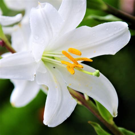 Snowy White Lilium Candidum Bulbs For Sale Madonna Lily Easy To