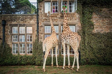 Giraffe Manor Bewertungen Fotos And Preisvergleich Nairobi Kenia