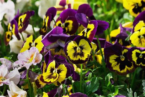 Purple And Yellow Pansies Stock Image Image Of Soil 78467519