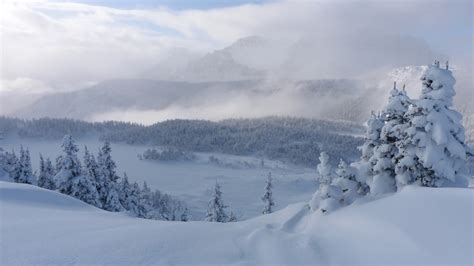Alberta Banff National Park Canada With Snow Covered Fir Trees And