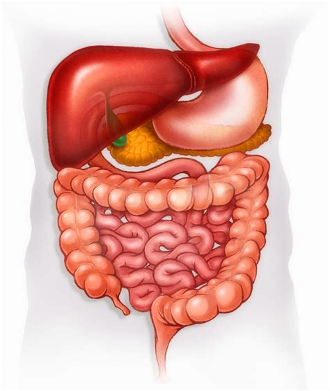 Lista Foto Esquema Del Sistema Digestivo Facil De Dibujar Lleno