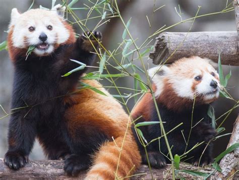 Smithsonians National Zoo On Instagram “what Do Red Pandas Eat